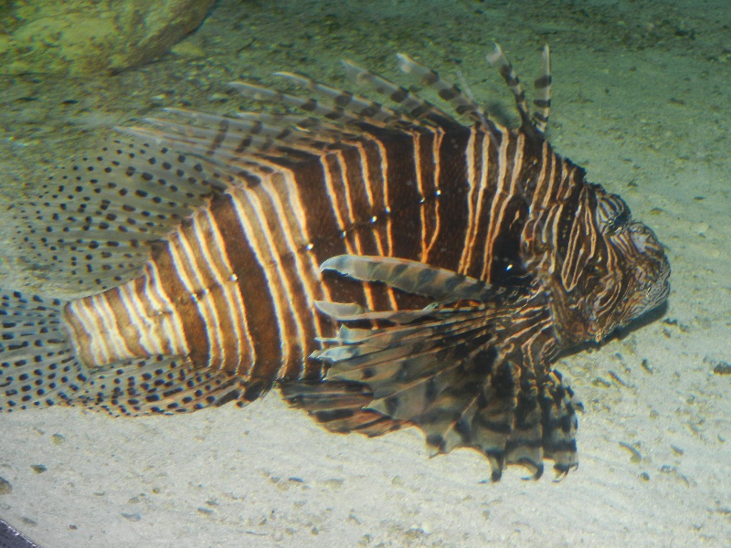 lionfish