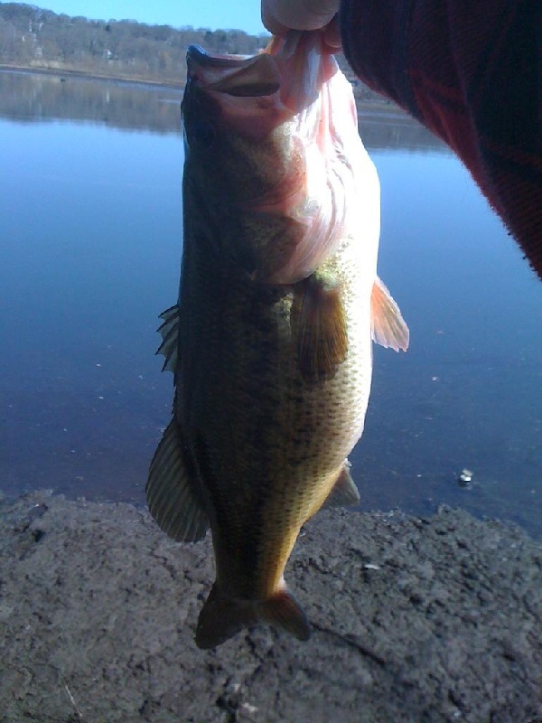 Lunker City Bass