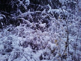 Forsythia in VA