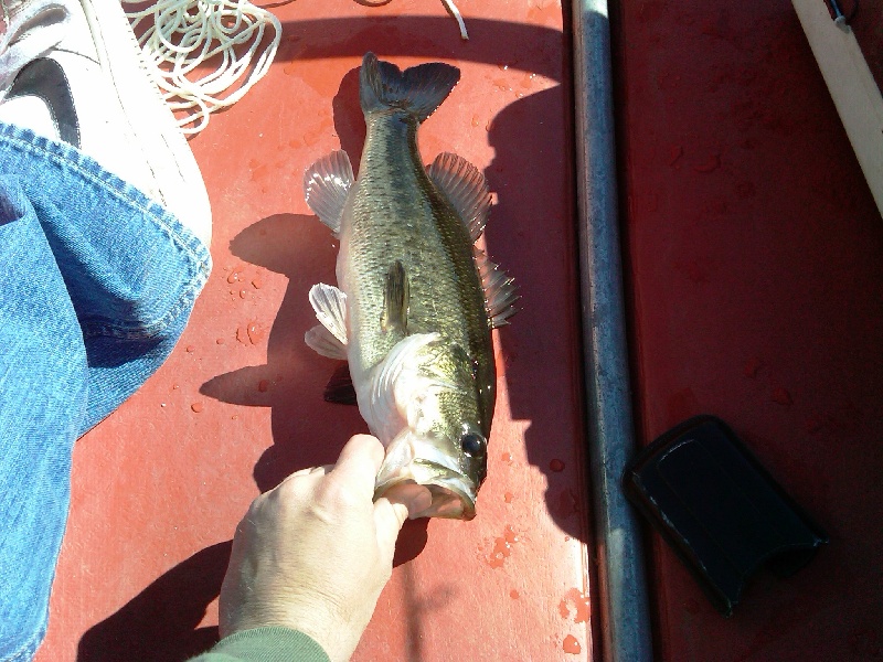 Saybrook Manor fishing photo 4