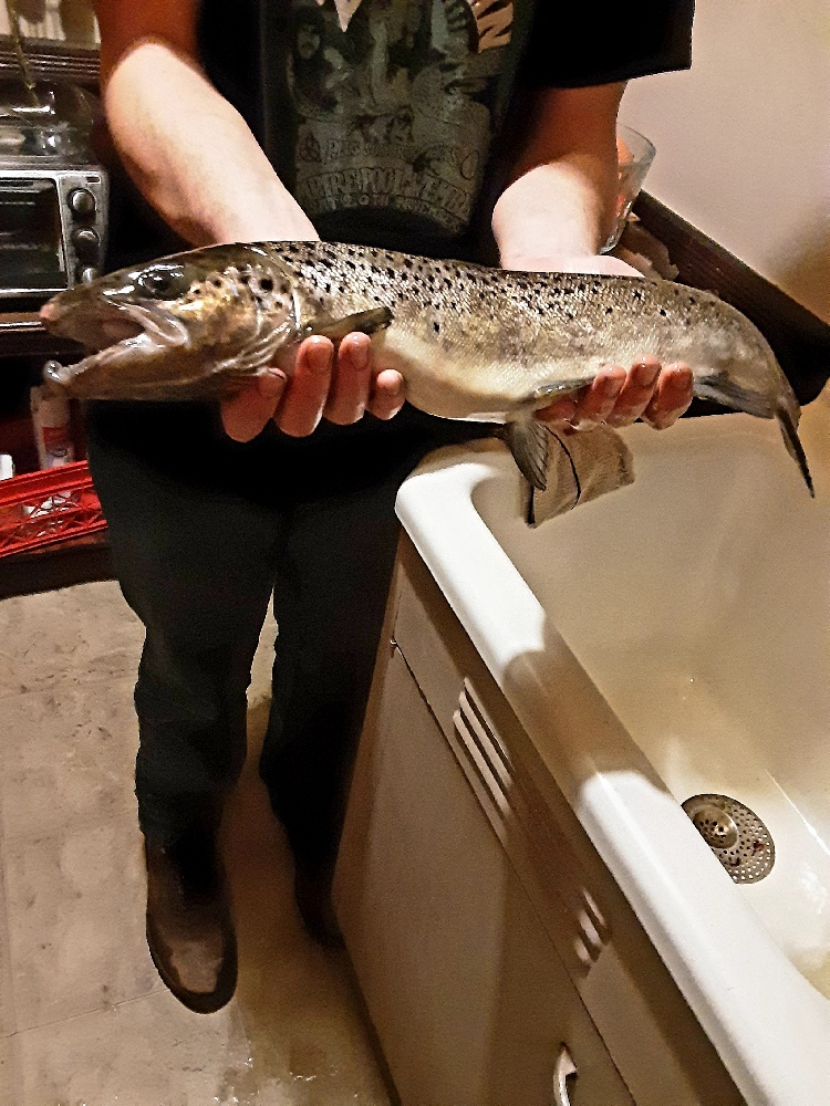 Atlantic Salmon