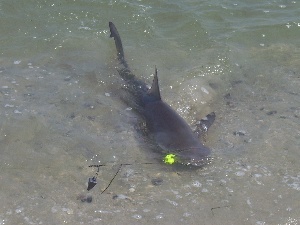 LBI 07' Nurse Shark