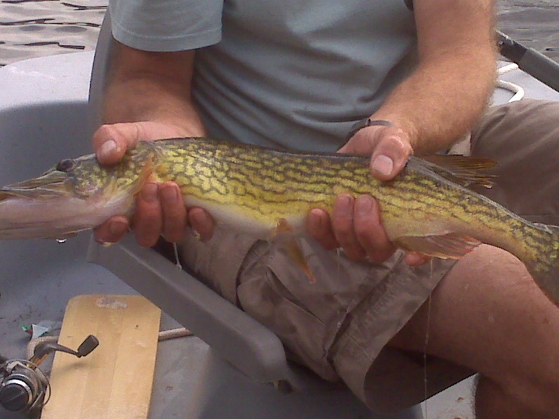 24" chain pickerel