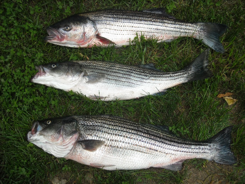 stripers
