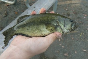 largemouth