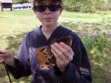 little bluegill