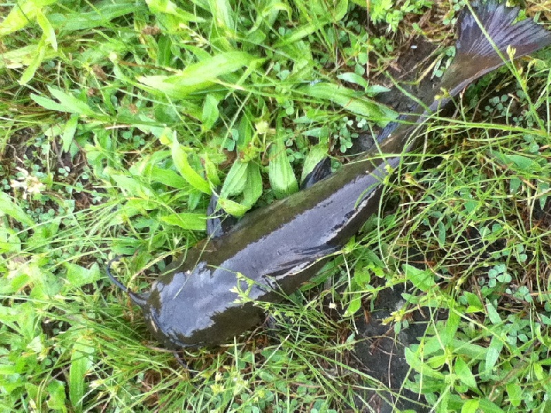 Catfish near Naugatuck