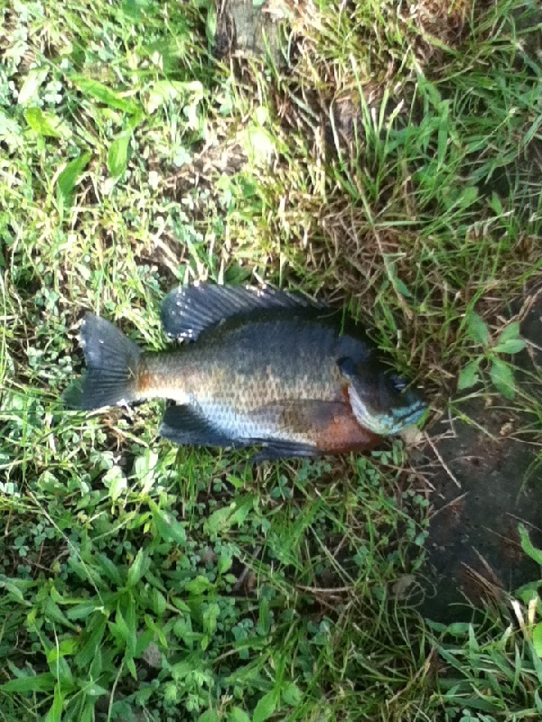 bluegill near Naugatuck