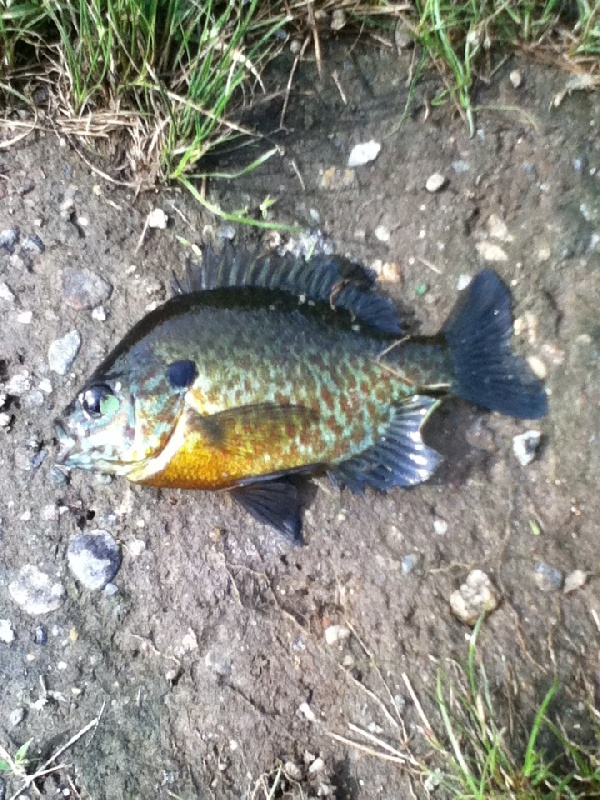 pumpkinseed sunfish near Naugatuck