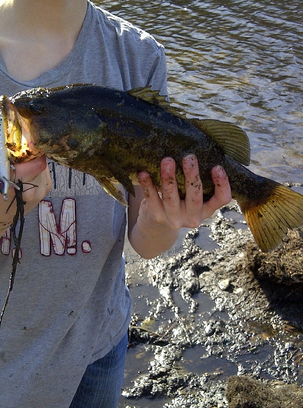 largemouth bass