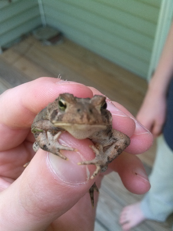 Toad