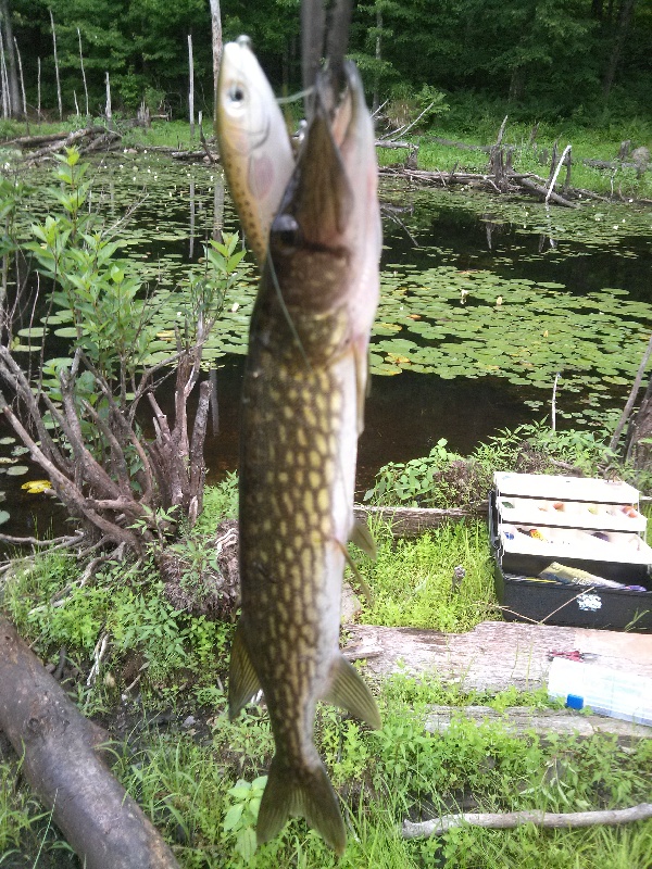 A Pickerel