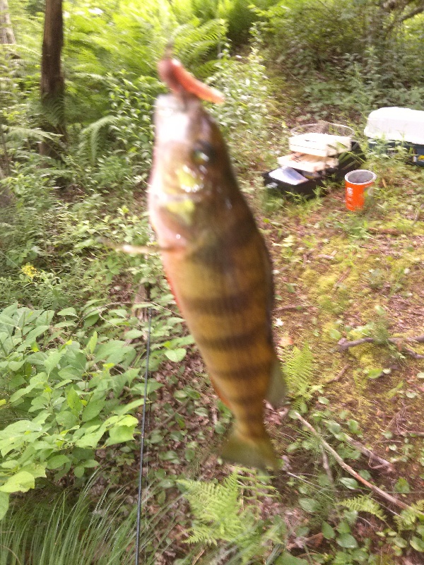 Yellow Perch