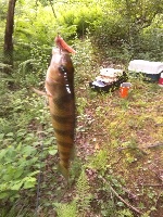 Fishing on the Good Old Lake