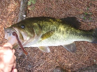 Maltby Lake 8-27-09 Fishing Report