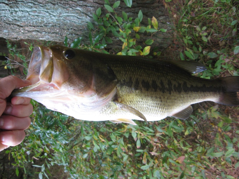 Maltby Lake #2