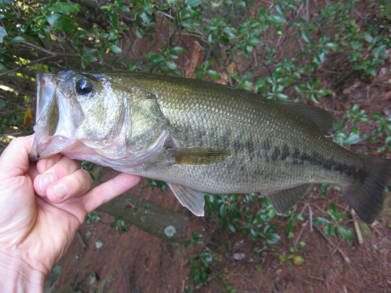 West Haven fishing photo 5