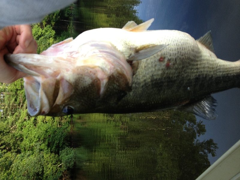 Stillwater pond largemouth