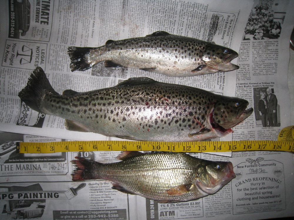 trout fishing on rowboat