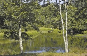 Latimer Brook