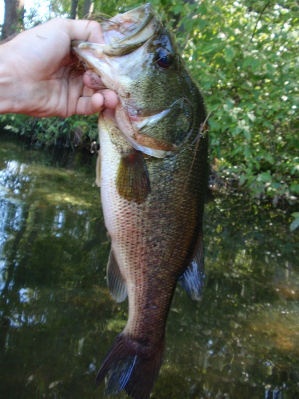 Pig near Plainville