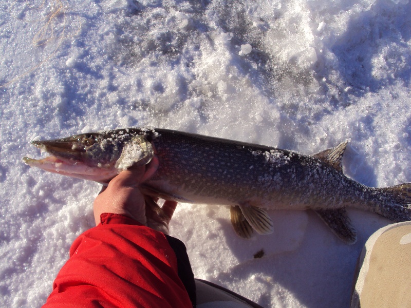 Northern Pike