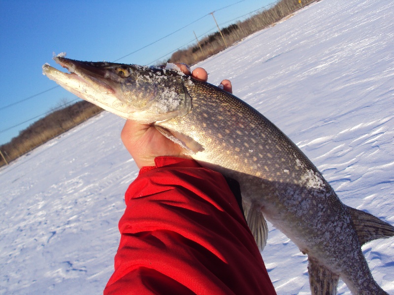 Northern Pike