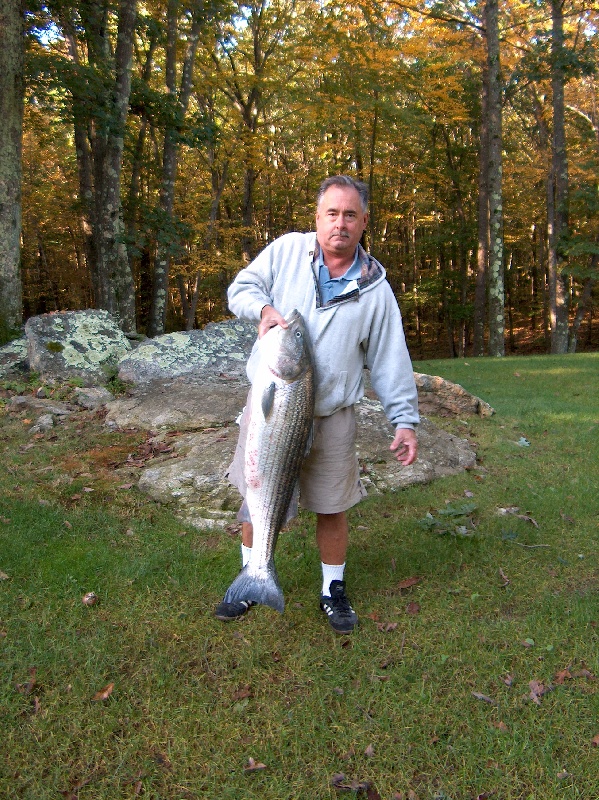 Striper from Niantic